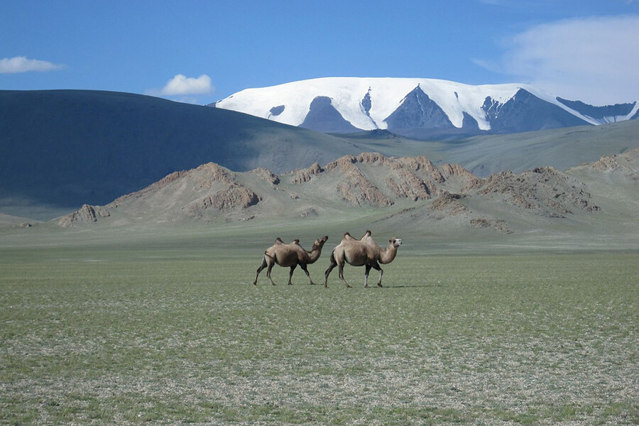 Cưỡi lạc đà trên núi Tsambagarav
