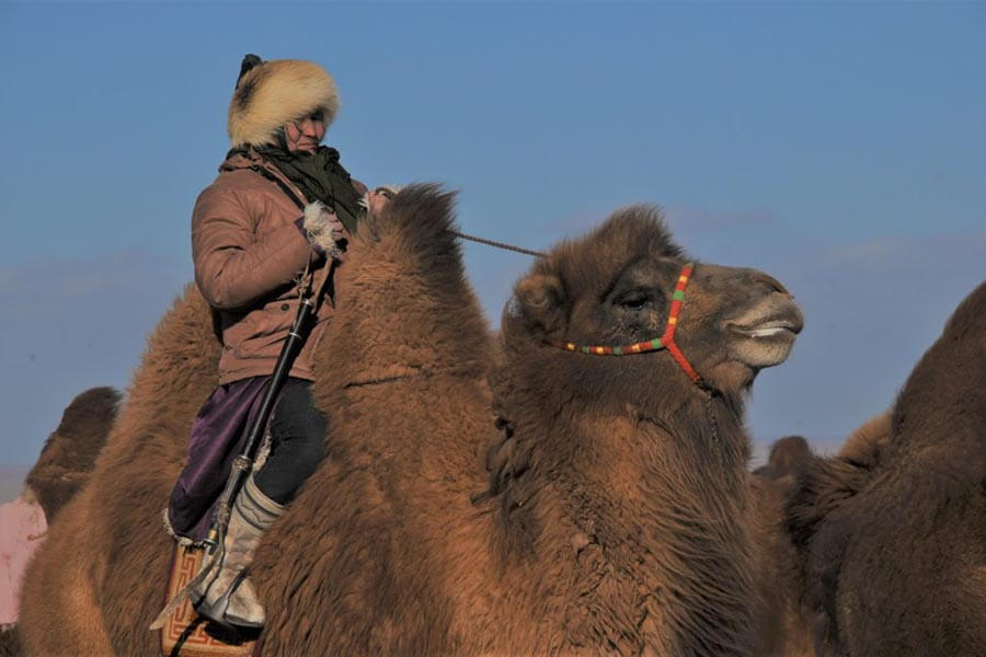 Cưỡi lạc đà trên sa mạc Gobi