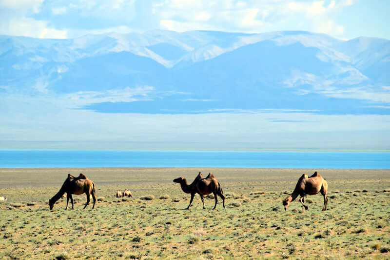 Du lịch miền tây Mông Cổ