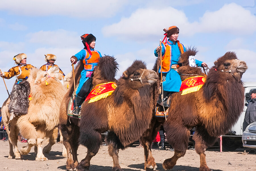 Lễ Hội Lạc Đà Ở Gobi Mông Cổ