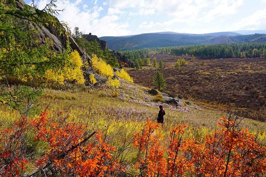 Mùa thu lá vàng rơi ở Mông Cổ