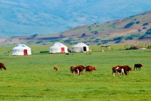 Thiên Nhiên Mông Cổ 4 Vùng Cảnh Quan & Hệ Sinh Thái Đặc Trưng