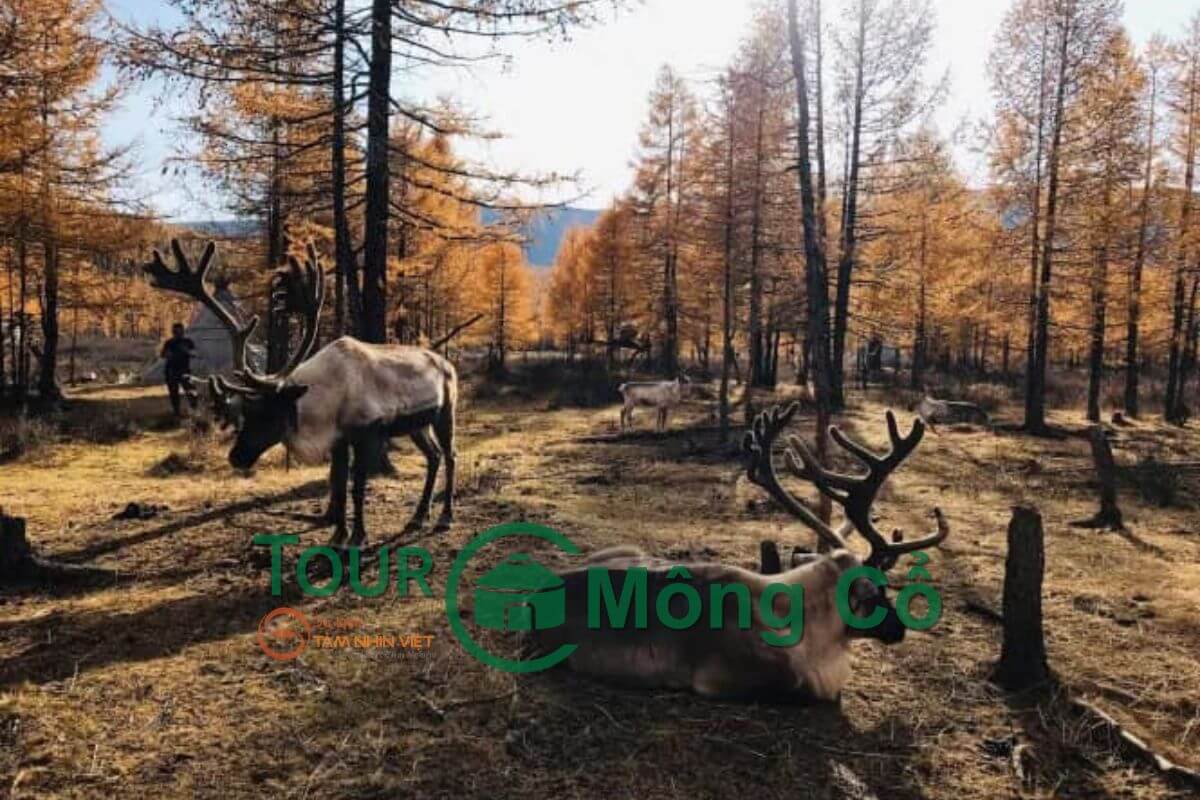 Vườn quốc gia Khustai