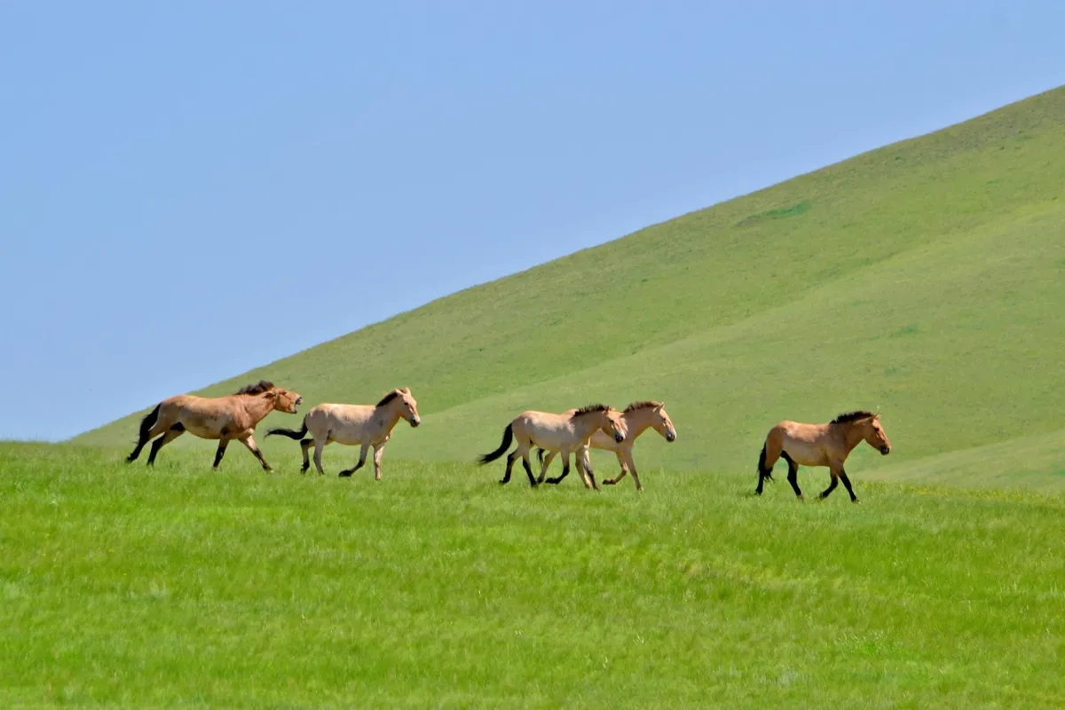 Chi phí du lịch mông cổ